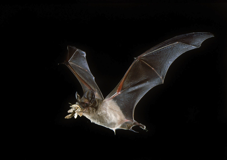 Mexican free-tailed bat